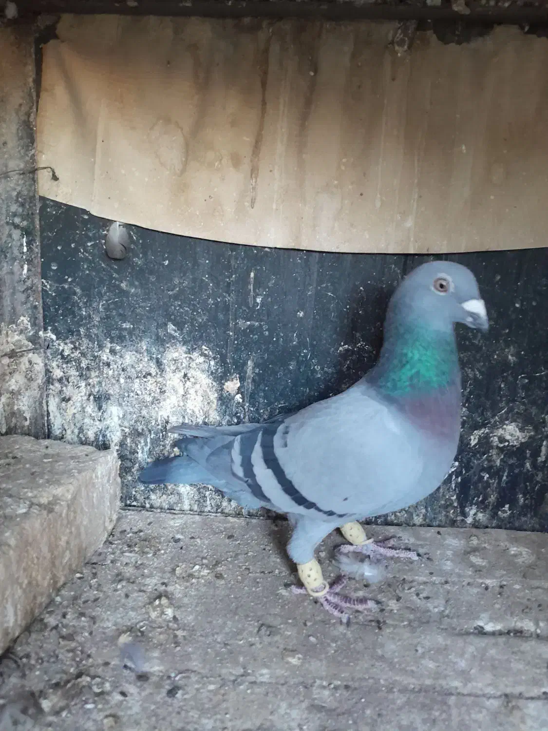 کبودپلاکی|پرنده|قزوین, |دیوار