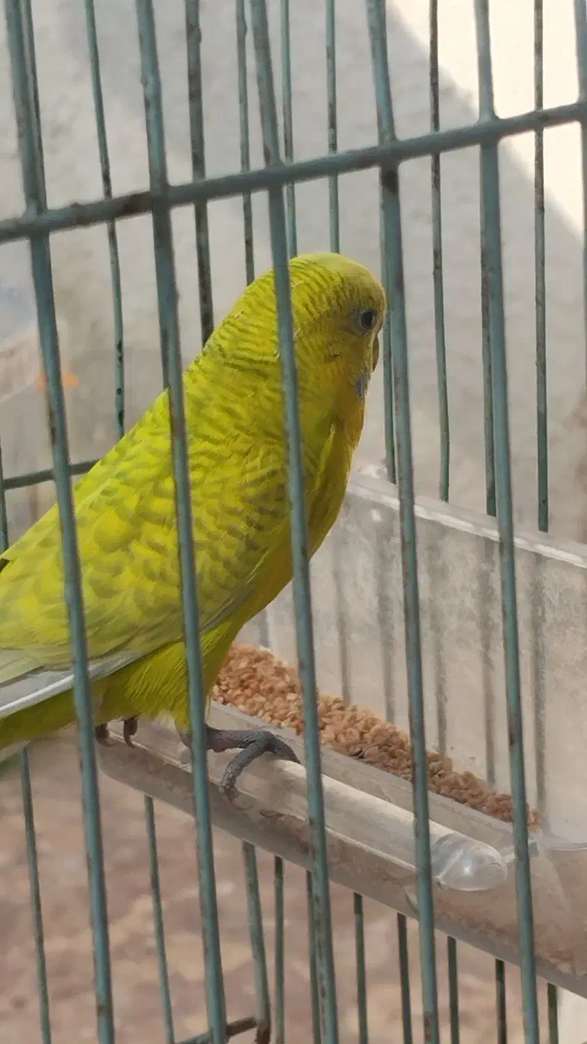 مرغ عشق نر|پرنده|آبادان, |دیوار