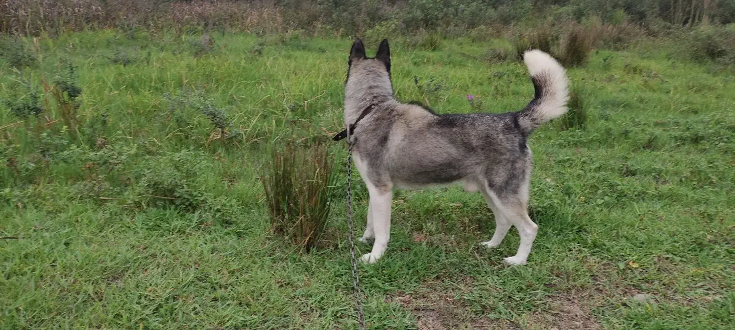 سگ هاسکی نر|سگ|فومن, |دیوار