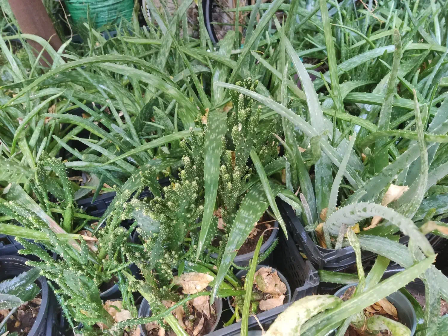 مقدار گل و گلدان سالم به فروش می‌رسد .|گل و گیاه طبیعی|شیراز, محراب|دیوار