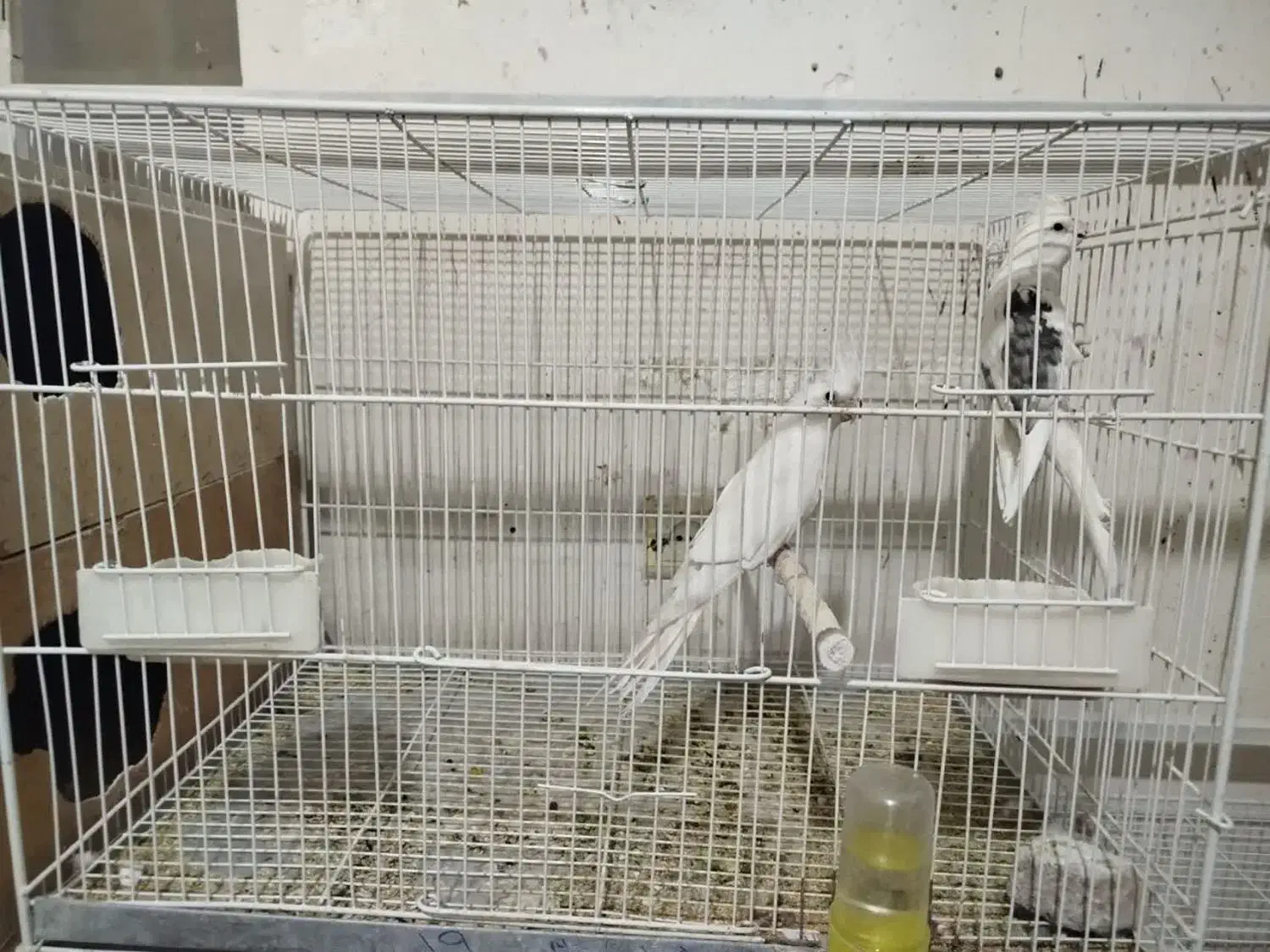 عروس|پرنده|خوسف, |دیوار