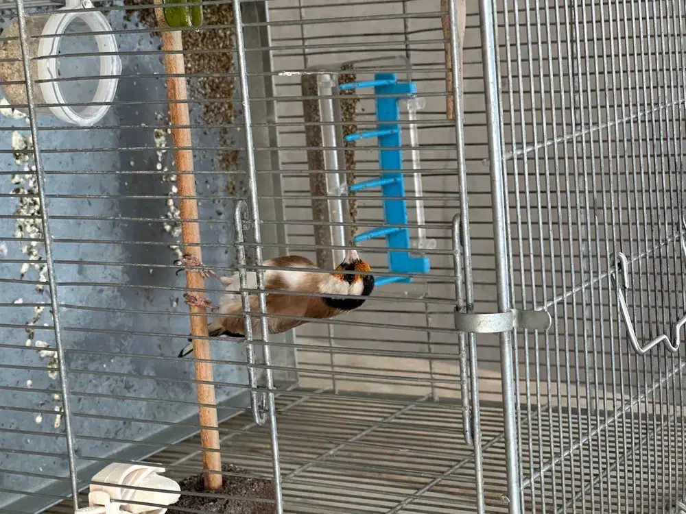 سهره|پرنده|کهریزک, |دیوار