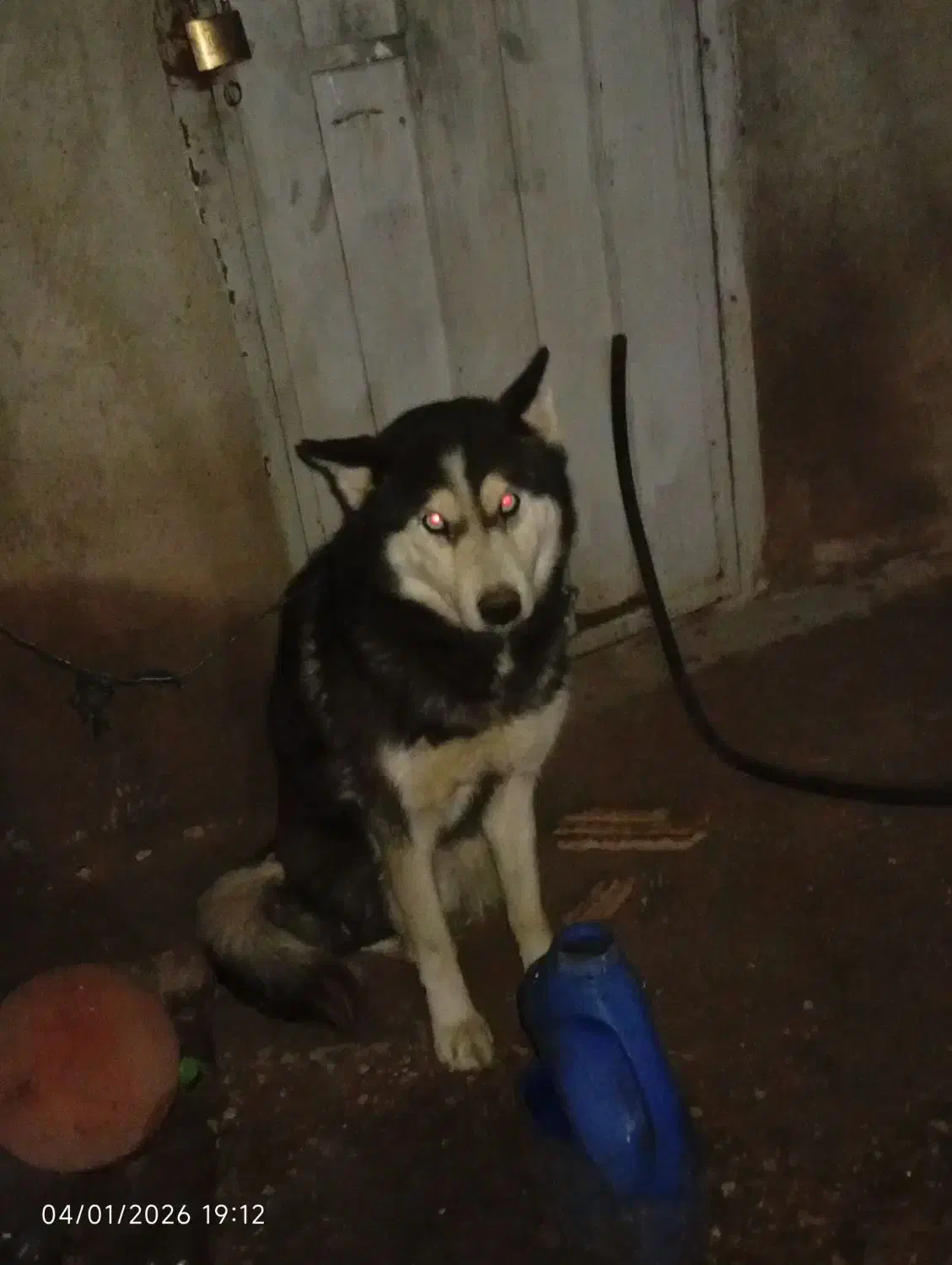 سگ هاسکی|سگ|فاروج, |دیوار