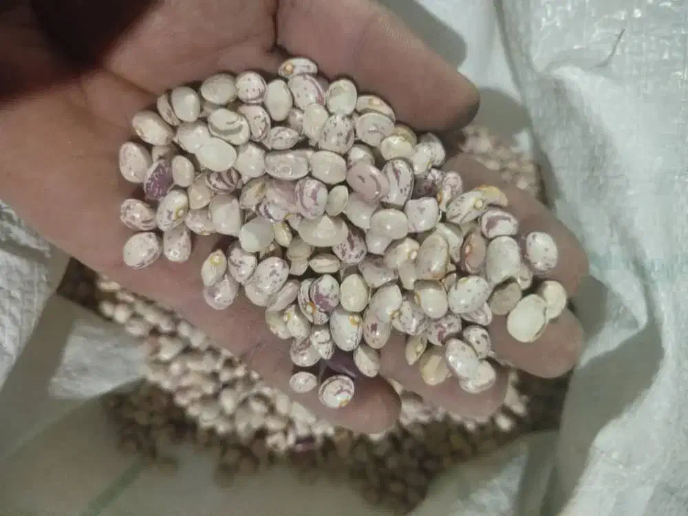 لوبیاچیتی درجه۱عالی|خوردنی و آشامیدنی|شیراز, عادل آباد|دیوار