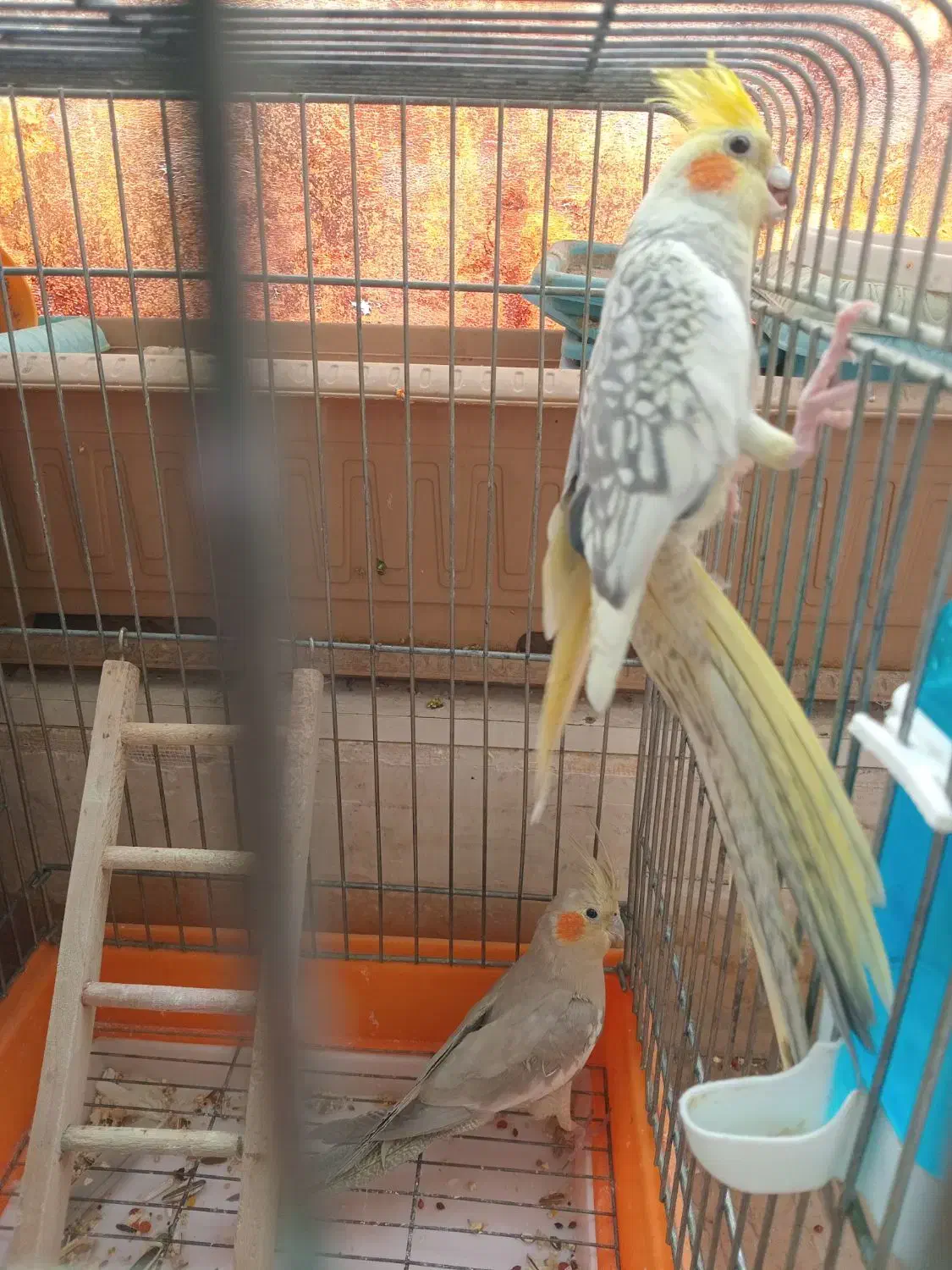 عروس هلندی جفت خورده|پرنده|اسلامشهر, مسکن مهر اسلاشهر (شهرک امام خمینی)|دیوار