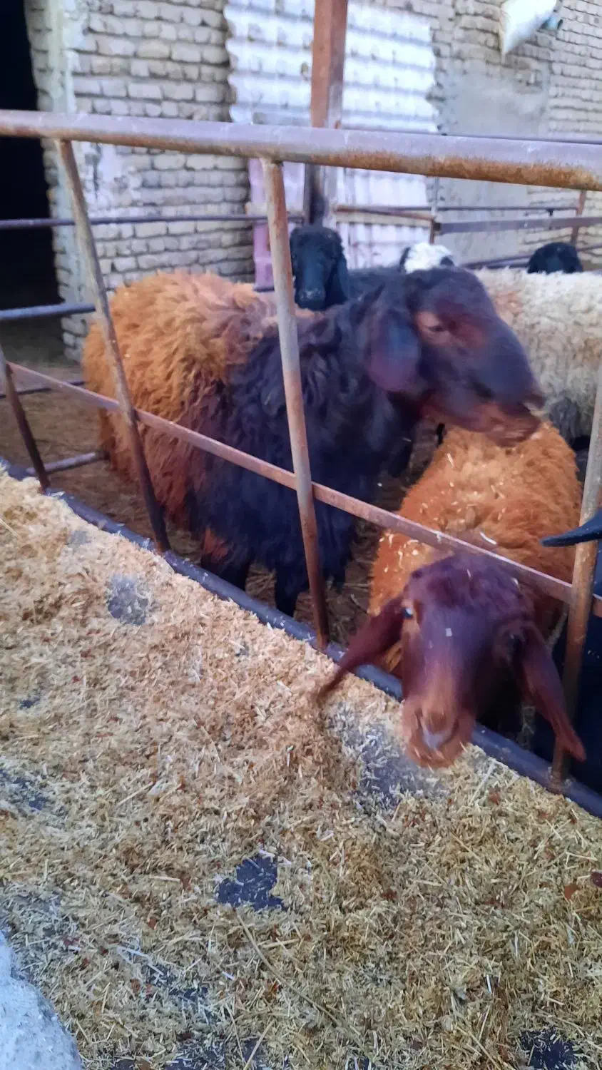 قوچ هترو شیشک|حیوانات مزرعه|نوشین شهر, |دیوار