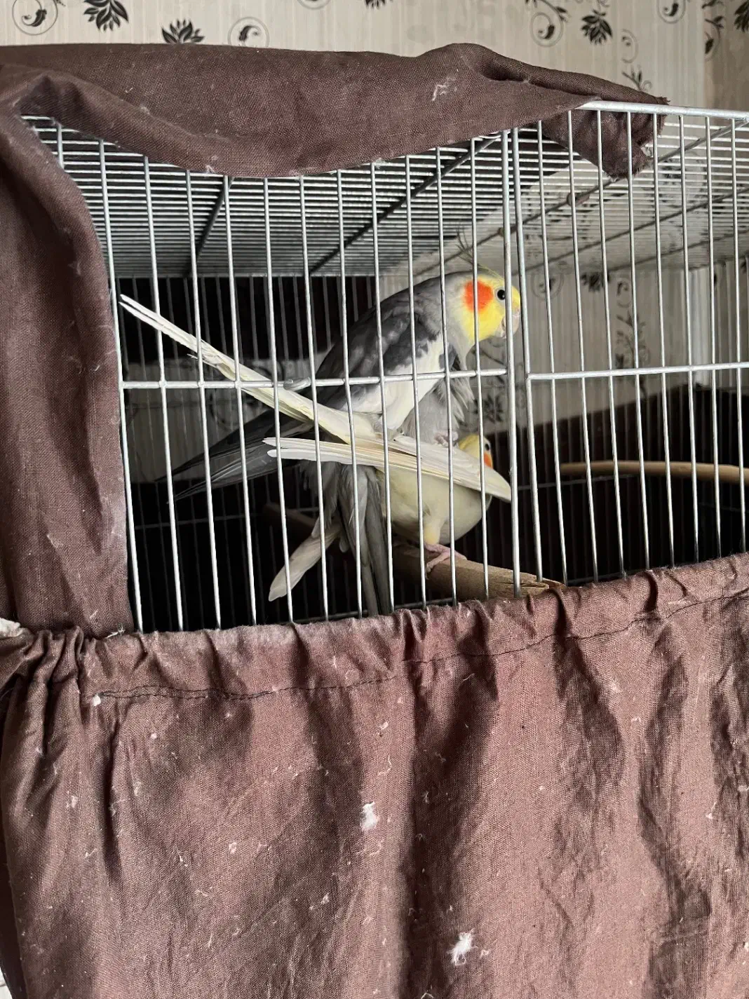 عروس هلندی جفت|پرنده|ری, منصوریه منگل|دیوار