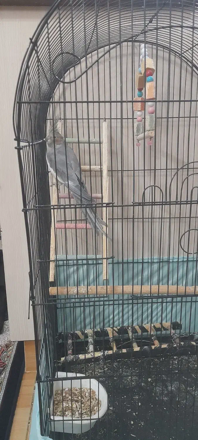 یه جوجه عروس هلندی نر ۷ماهه با قفس|پرنده|پاکدشت, پارچین|دیوار