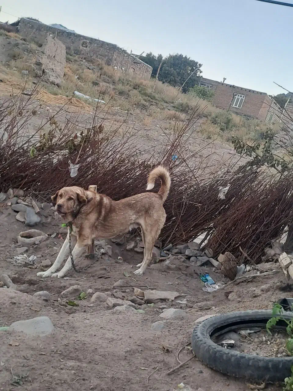 واگذاری سک پژدر|سگ|شمشک, |دیوار