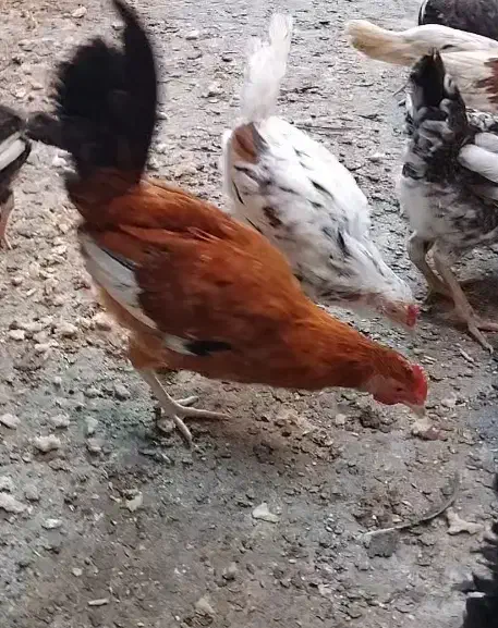 مرغ خروس محلی و گلین|حیوانات مزرعه|کردکوی, |دیوار