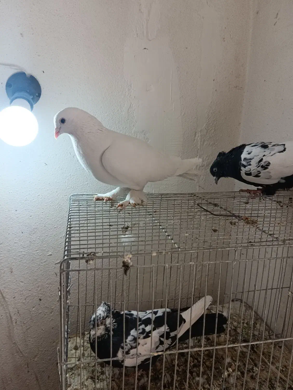 کفتر|پرنده|شیراز, تندگویان|دیوار