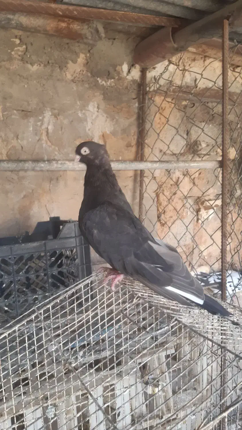 صرب|پرنده|اهواز, نیوساید|دیوار