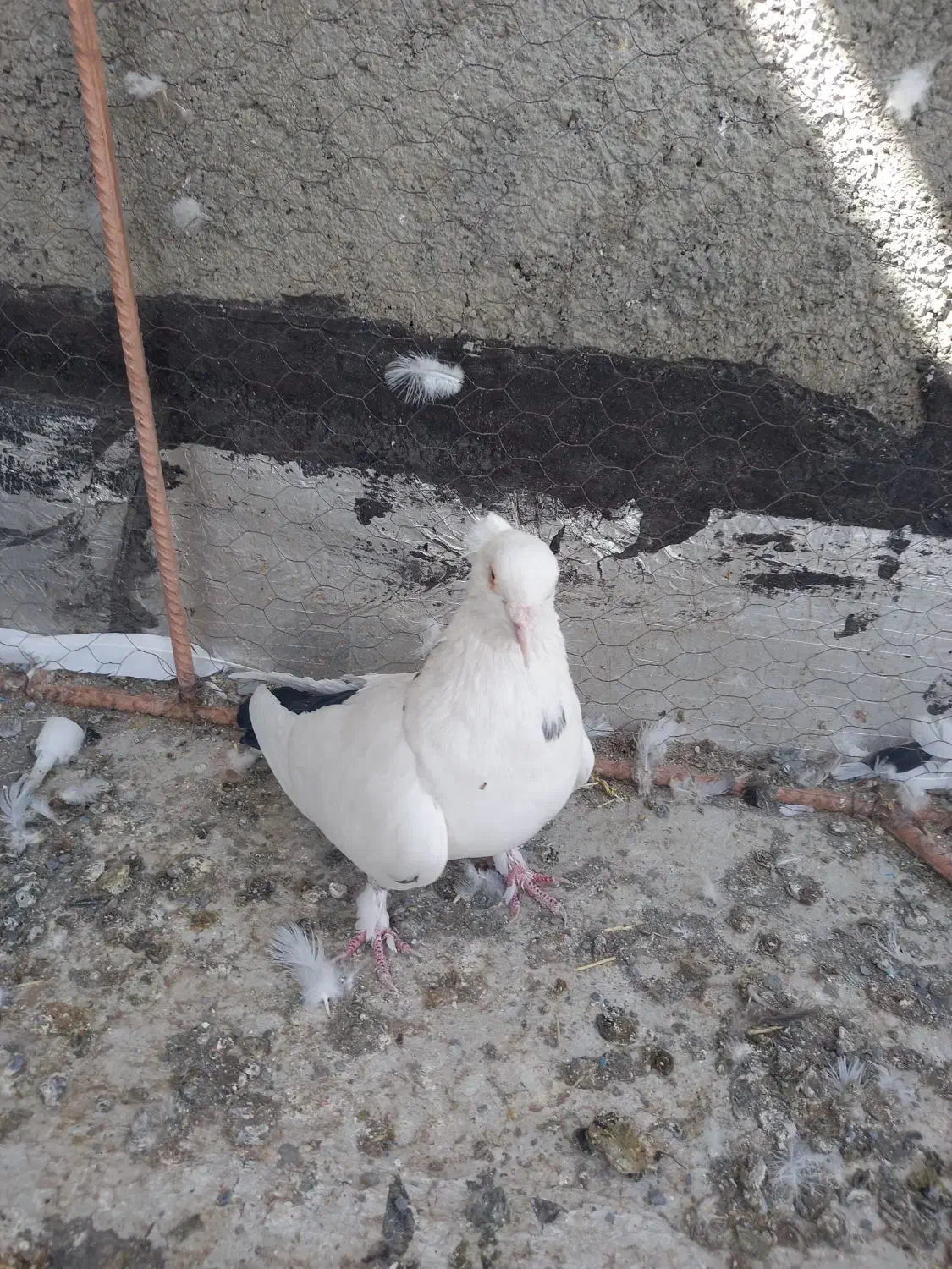 فروش پرنده|پرنده|کبودرآهنگ, |دیوار