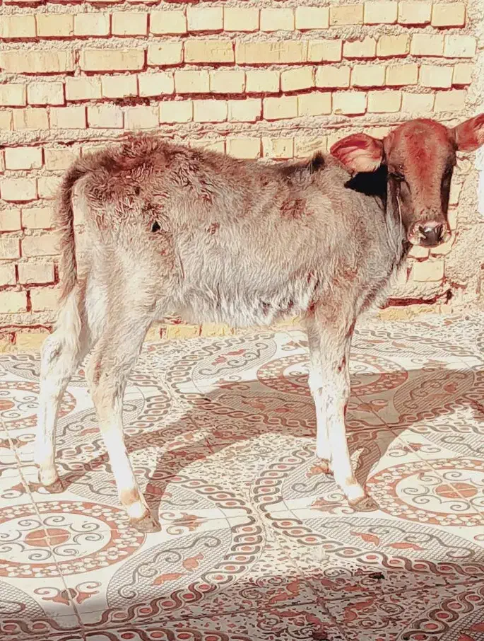 گاو یا گوساله|حیوانات مزرعه|شادگان, |دیوار