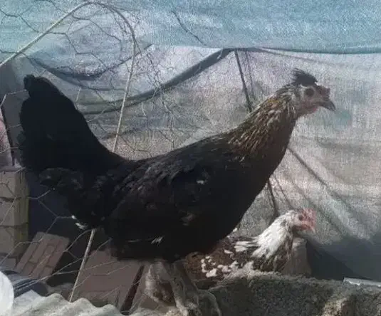 تخم مرغ نطفه دار گلین لری|حیوانات مزرعه|اردکان, |دیوار