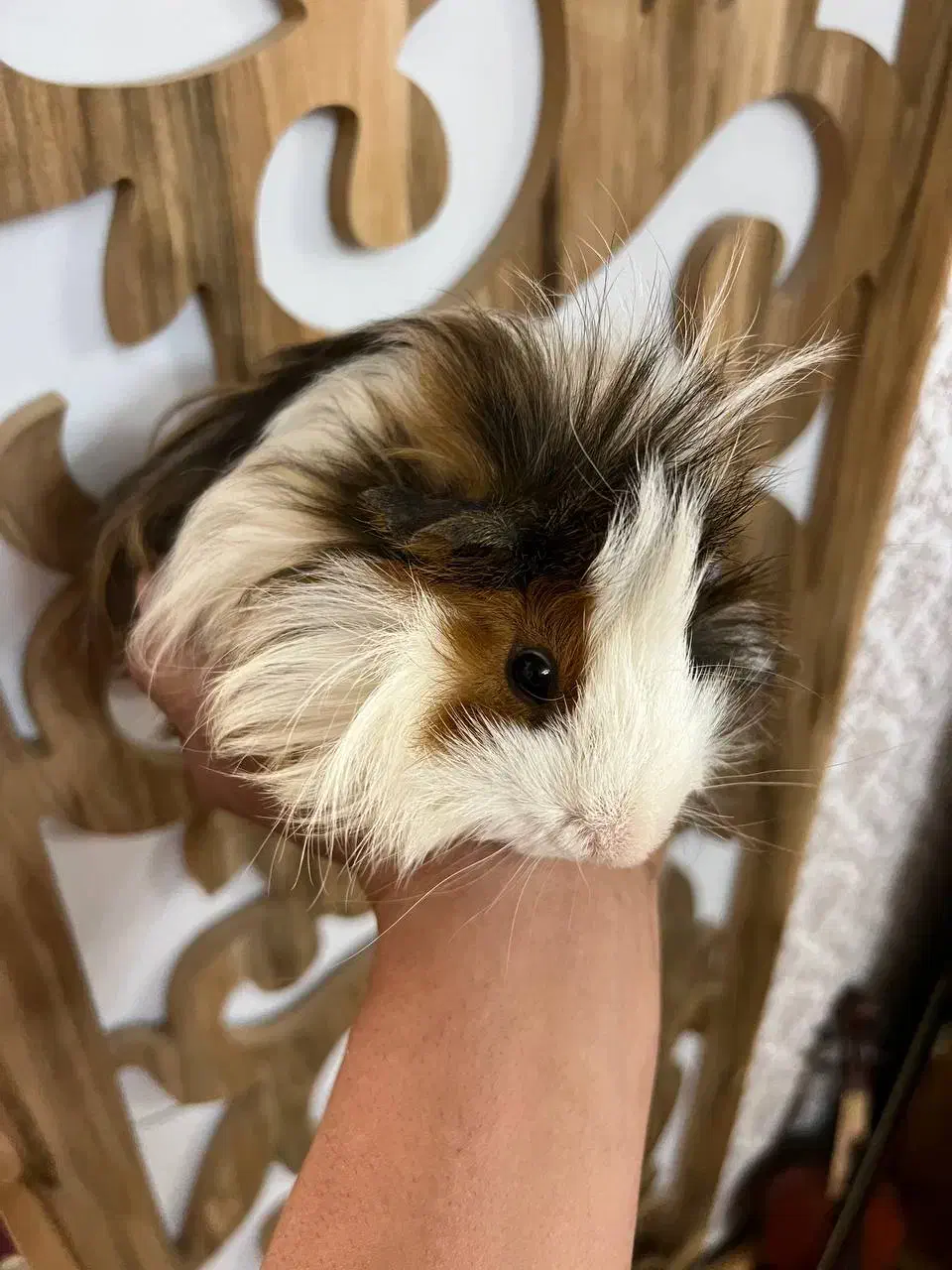 خوکچه هندی نر بالغ|موش و خرگوش|تبریز, |دیوار