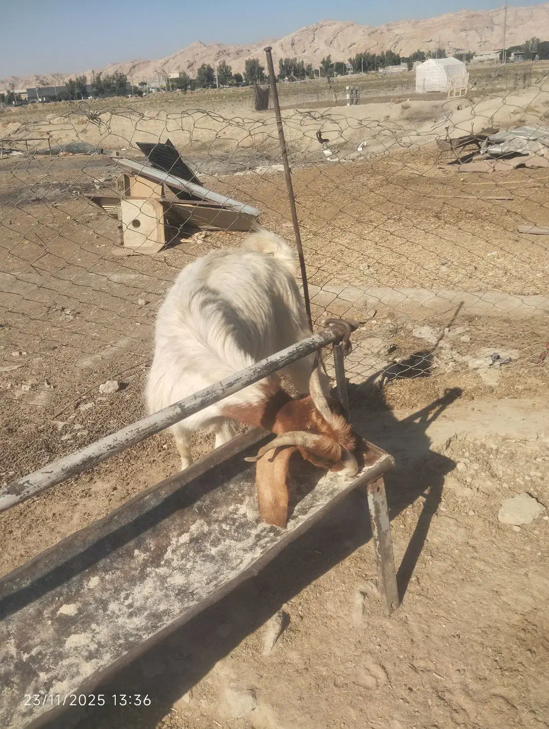 فروش 2عدد کهره نر و 2عدد بز|حیوانات مزرعه|رامهرمز, |دیوار