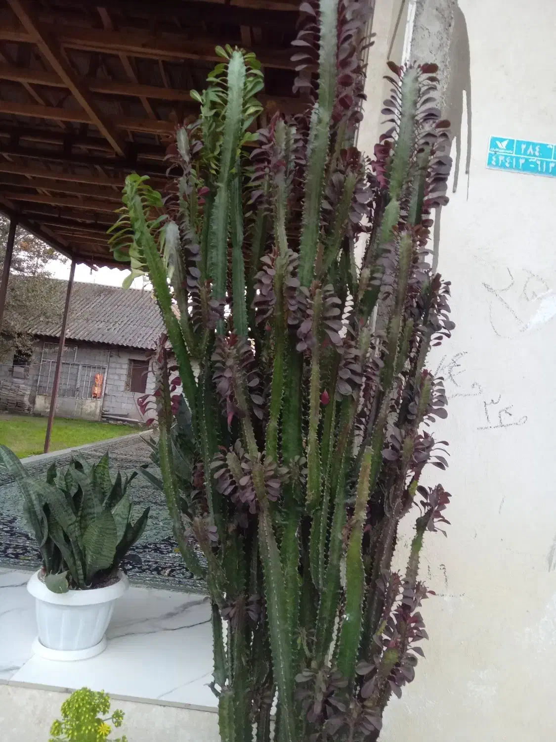 گل افوربیا قرمز|گل و گیاه طبیعی|سنگر, |دیوار