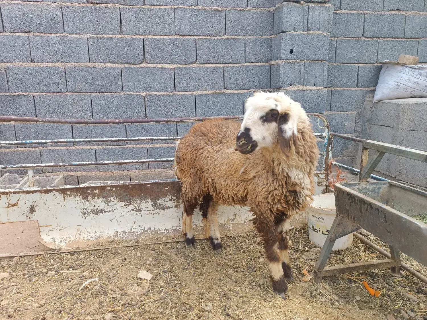 بره ماده ترکی|حیوانات مزرعه|نجفآباد, جلال آباد|دیوار