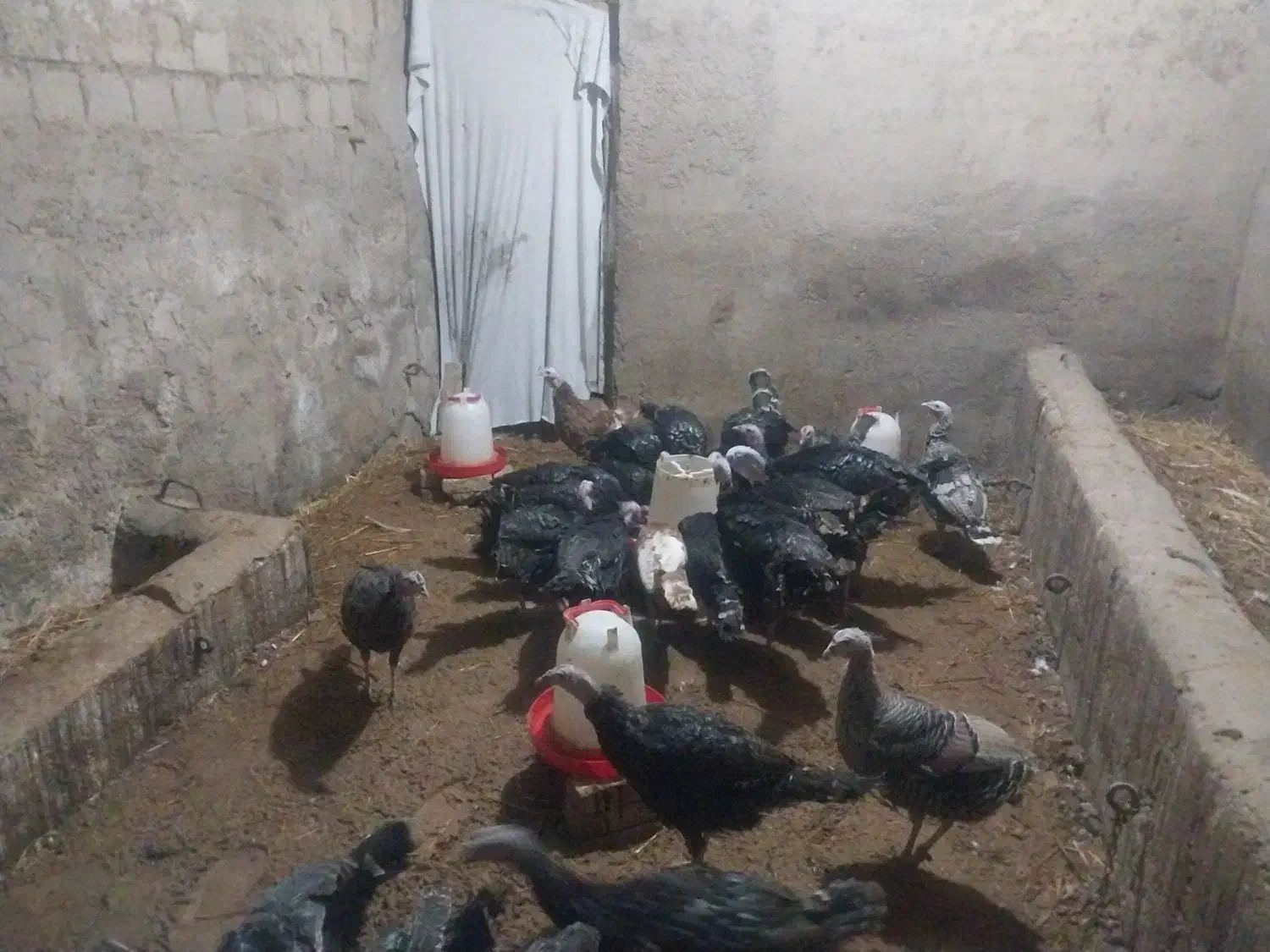 بوقلمون نر و ماده|حیوانات مزرعه|نوشین شهر, |دیوار