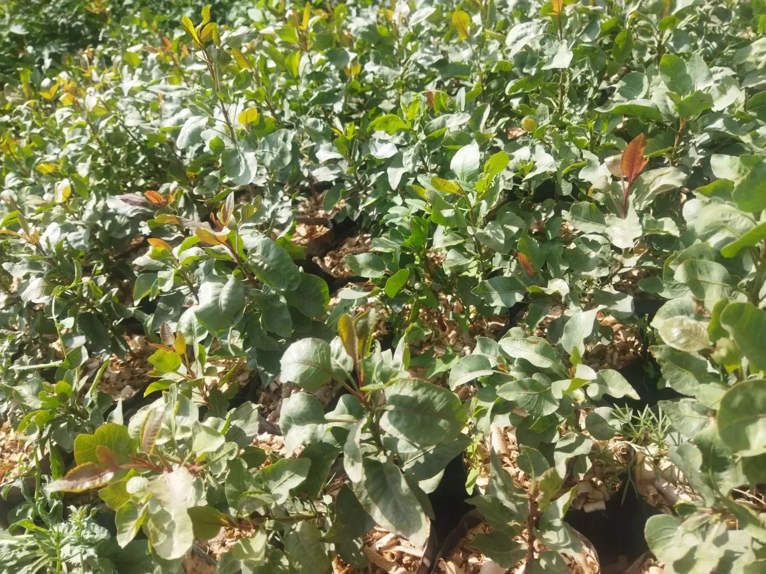 نهال پسته 1 ساله و 2 ساله|گل و گیاه طبیعی|شاهرود, |دیوار