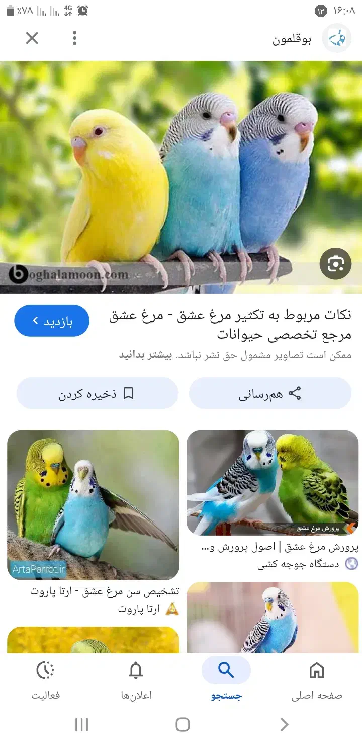 مرغ عشق کبوتر گمشده|حیوانات|رامهرمز, |دیوار
