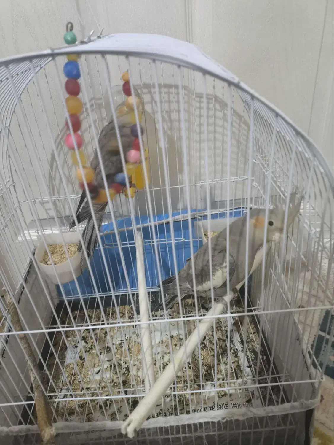 عروس هلندی|پرنده|سهند, |دیوار