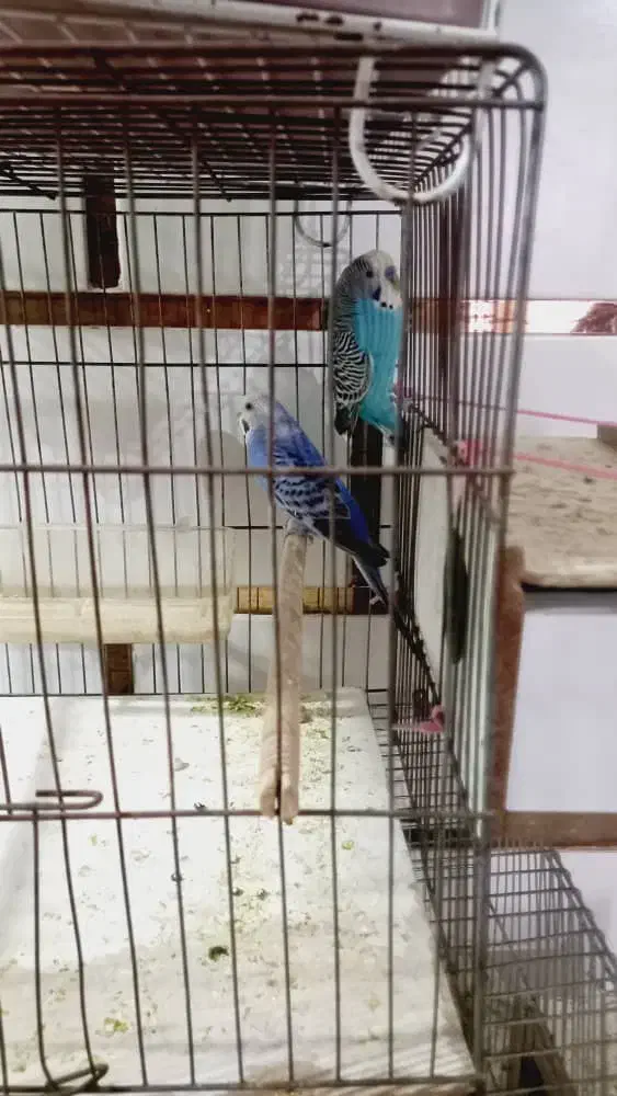 مرغ عشق سر تخم|پرنده|ایذه, |دیوار