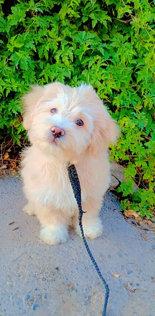 فروش سگ|سگ|کرمان, |دیوار