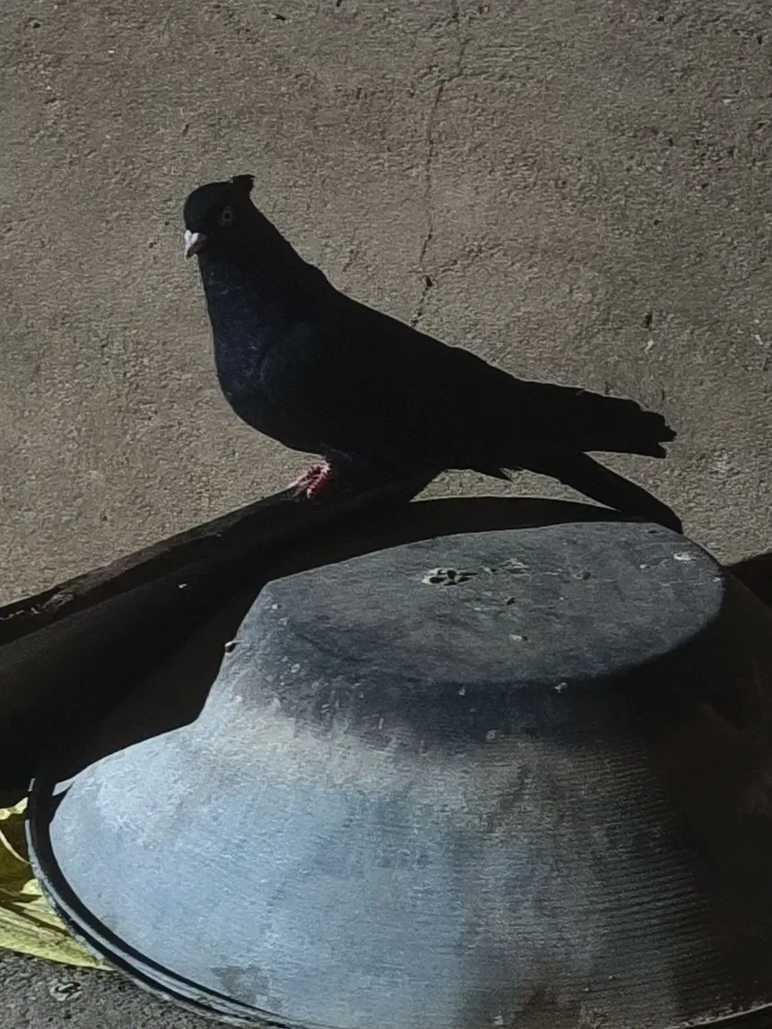 کبوتر سیاه ماده|پرنده|ملکان, |دیوار