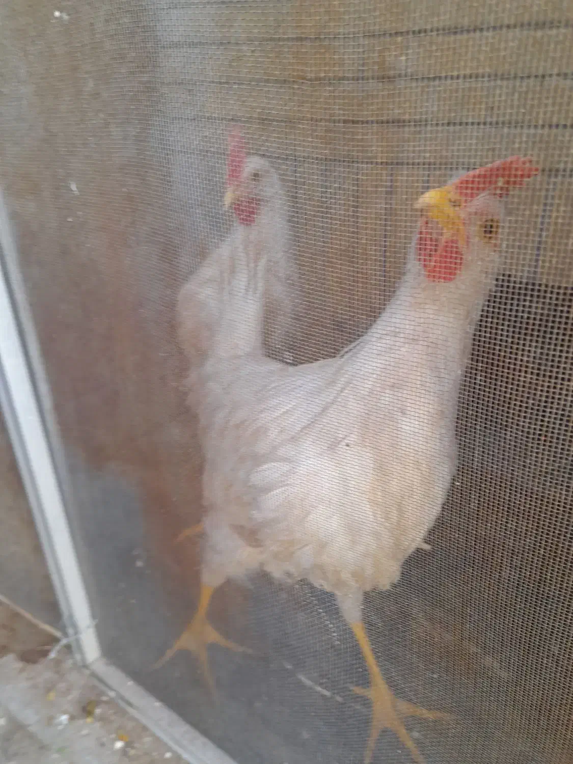 جوجه خروس سفید|حیوانات مزرعه|جهرم, |دیوار