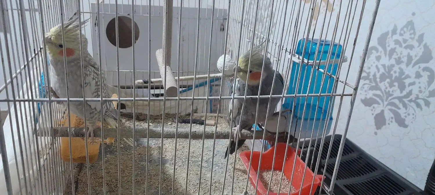 عروس هلندی همراه با جوجه|پرنده|مشهد, شهید بصیر|دیوار