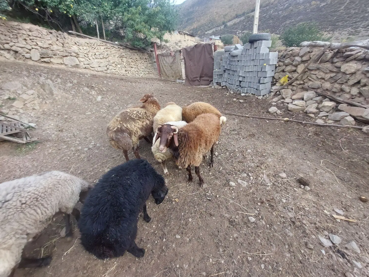 بره|حیوانات مزرعه|کجور, |دیوار