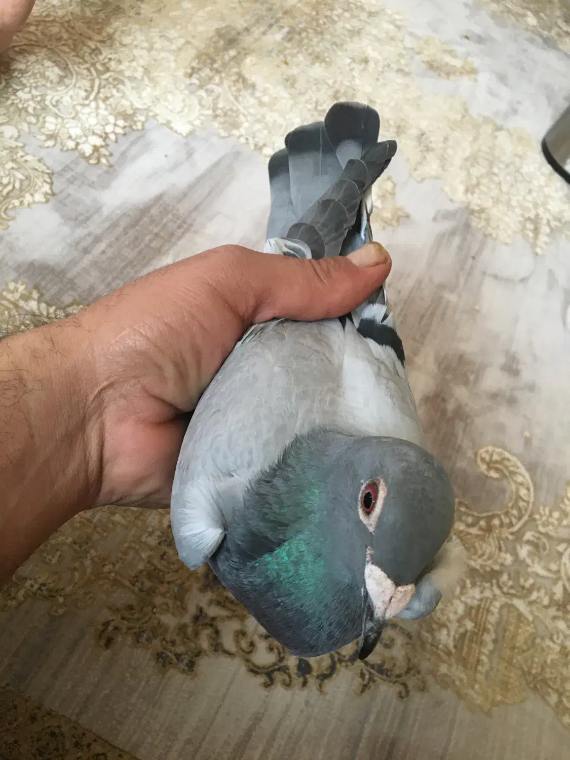 کبوترمسافتی|پرنده|شاهین دژ, |دیوار