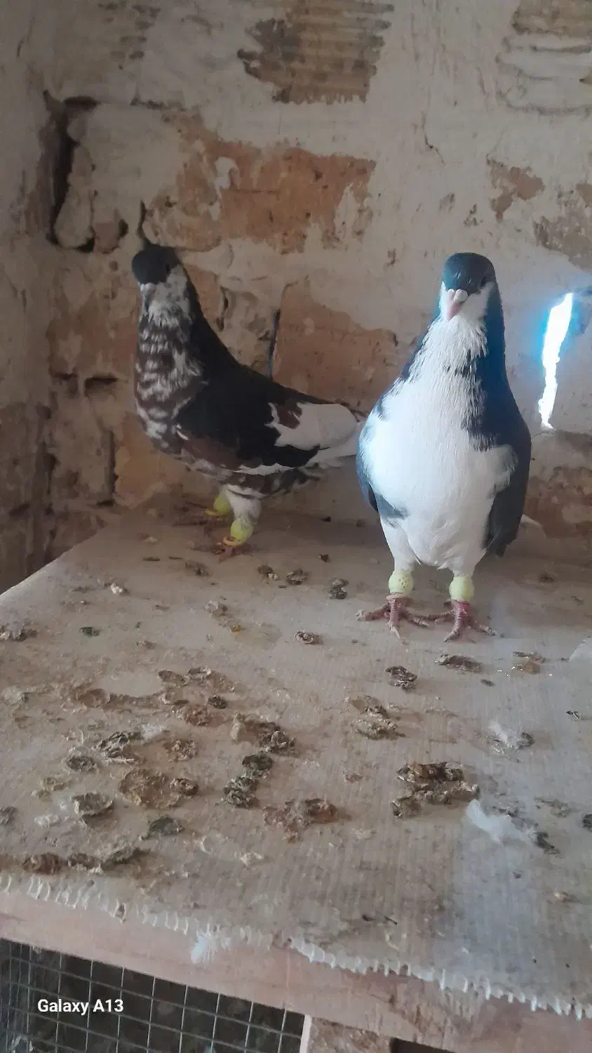 کبوتر شیرازی|پرنده|شاهین‌شهر, شهرک گلدیس|دیوار