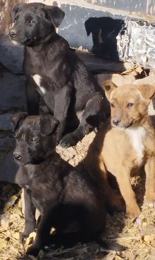 پیتبول|سگ|بازرگان, |دیوار