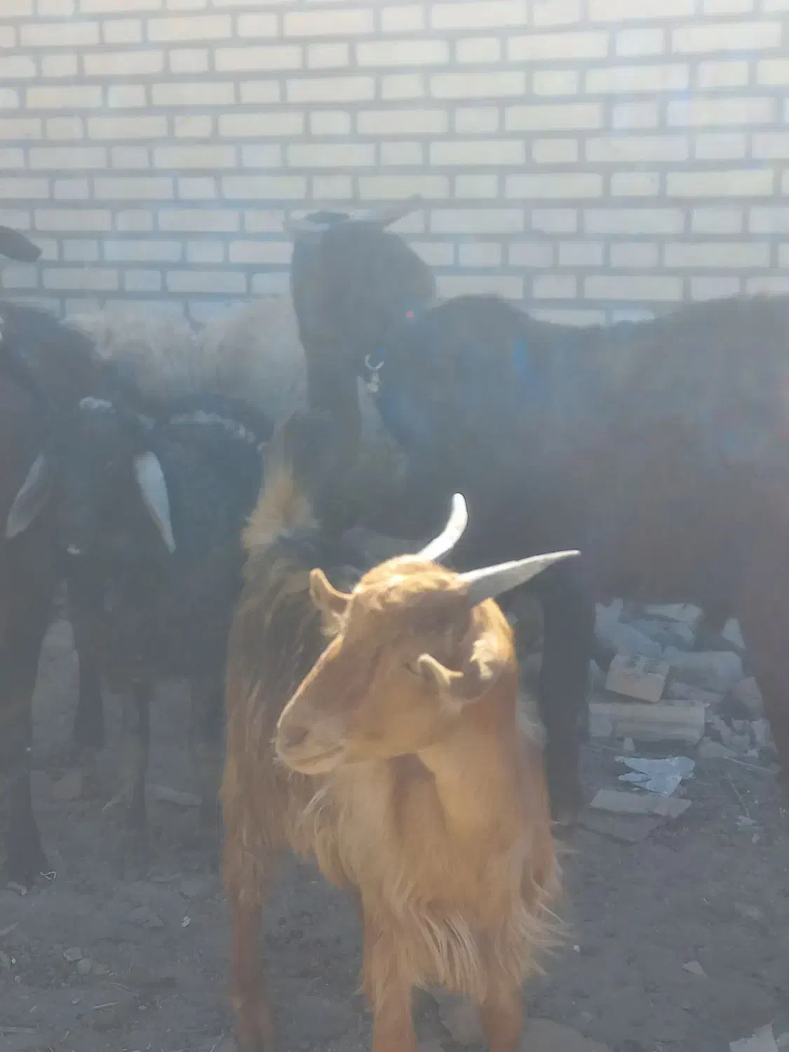 بز با گوسفند|حیوانات مزرعه|ماهدشت, |دیوار