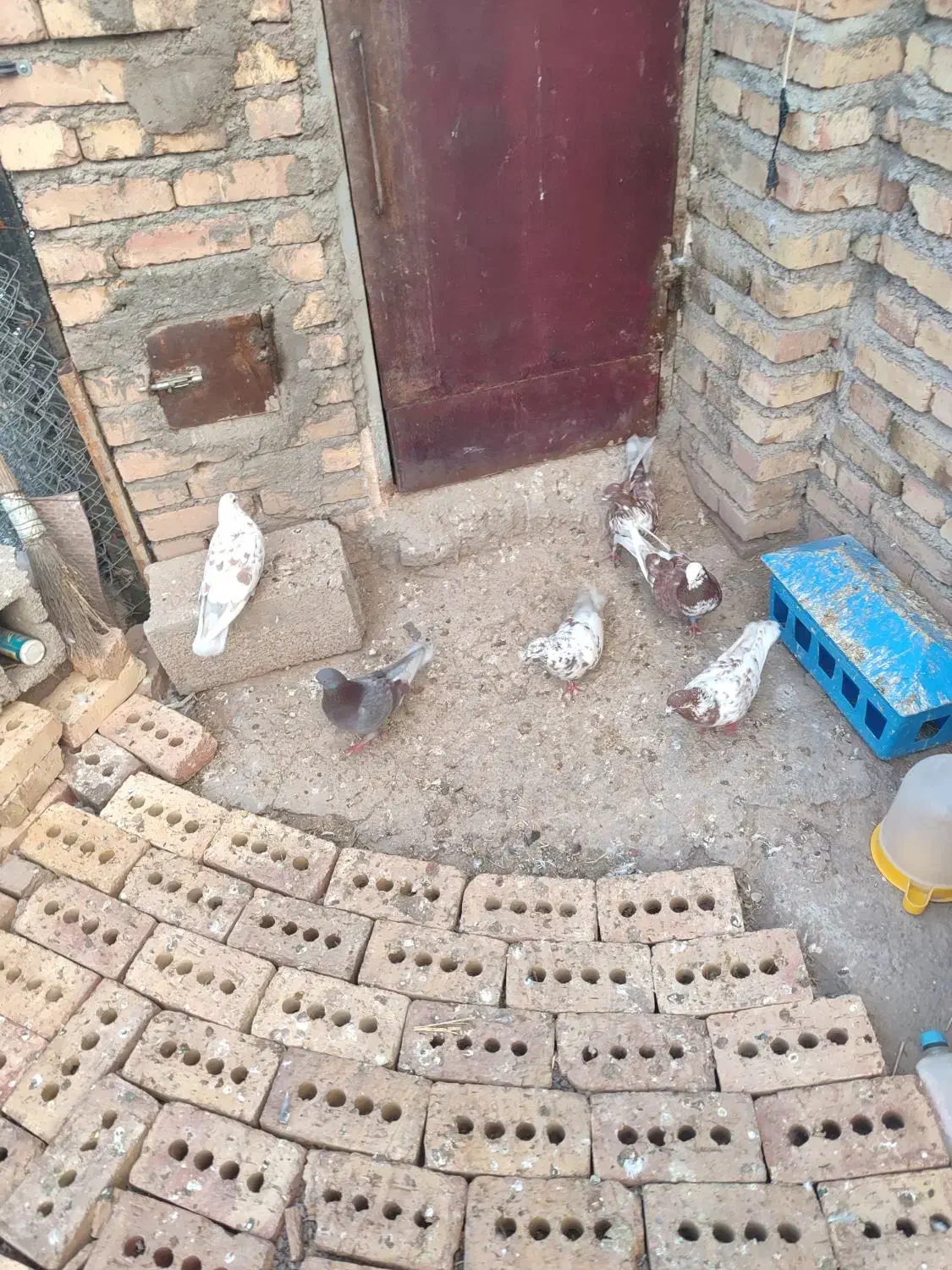 ۶ عدد کبوتر|پرنده|مرند, |دیوار