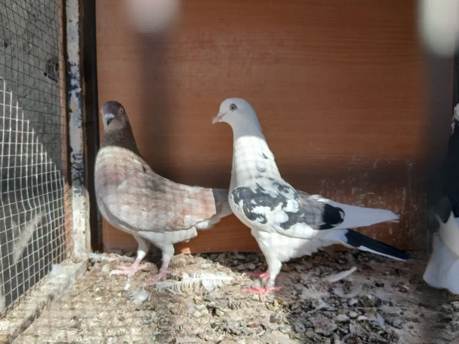 کفتر پرشی تهران|پرنده|رباطکریم, رباطکریم|دیوار