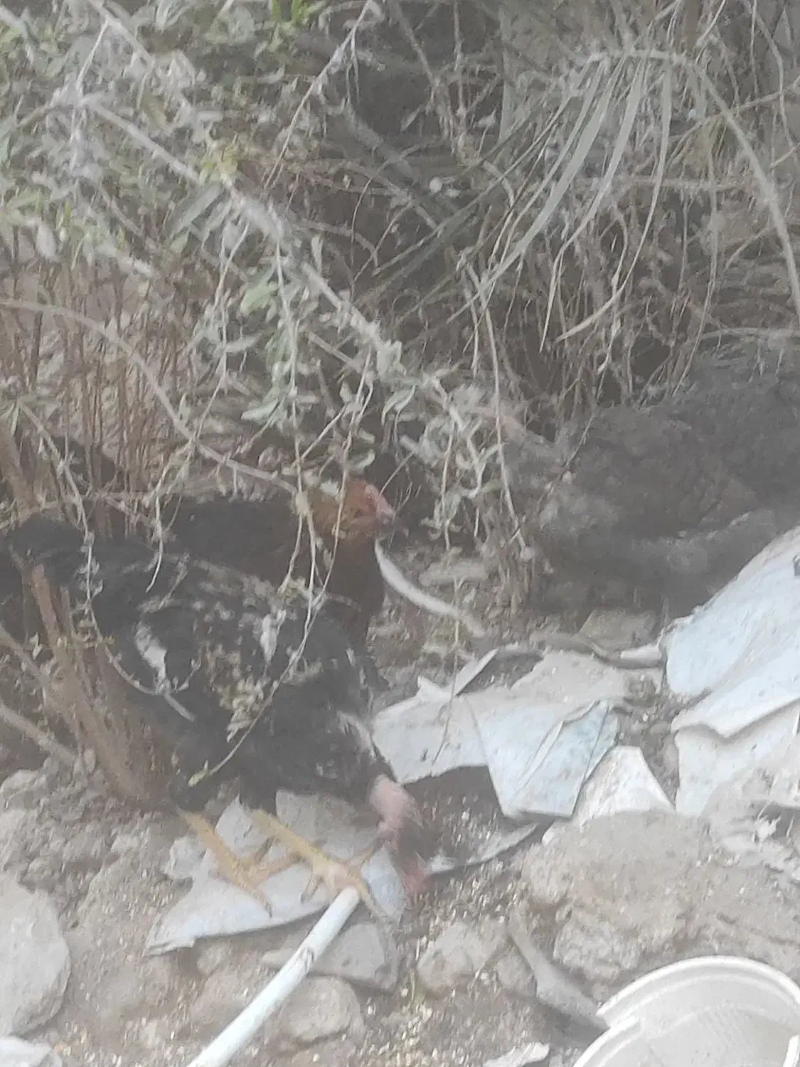 غاز ماده بالغ و تعدادی مرغ و خروس محلی|حیوانات مزرعه|چغادک, |دیوار