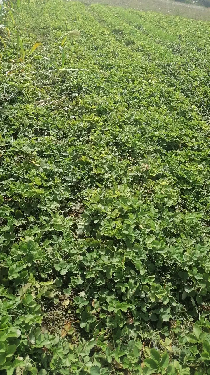 نهال توت فرنگی سابرینا|خدمات باغبانی و درختکاری|دلند, |دیوار