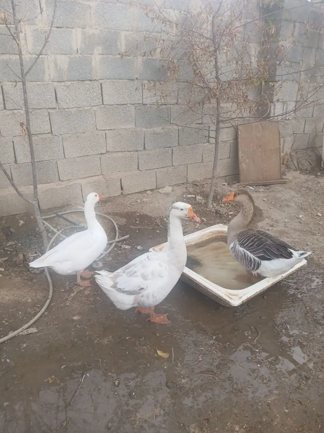 قوغاز|پرنده|مرند, |دیوار