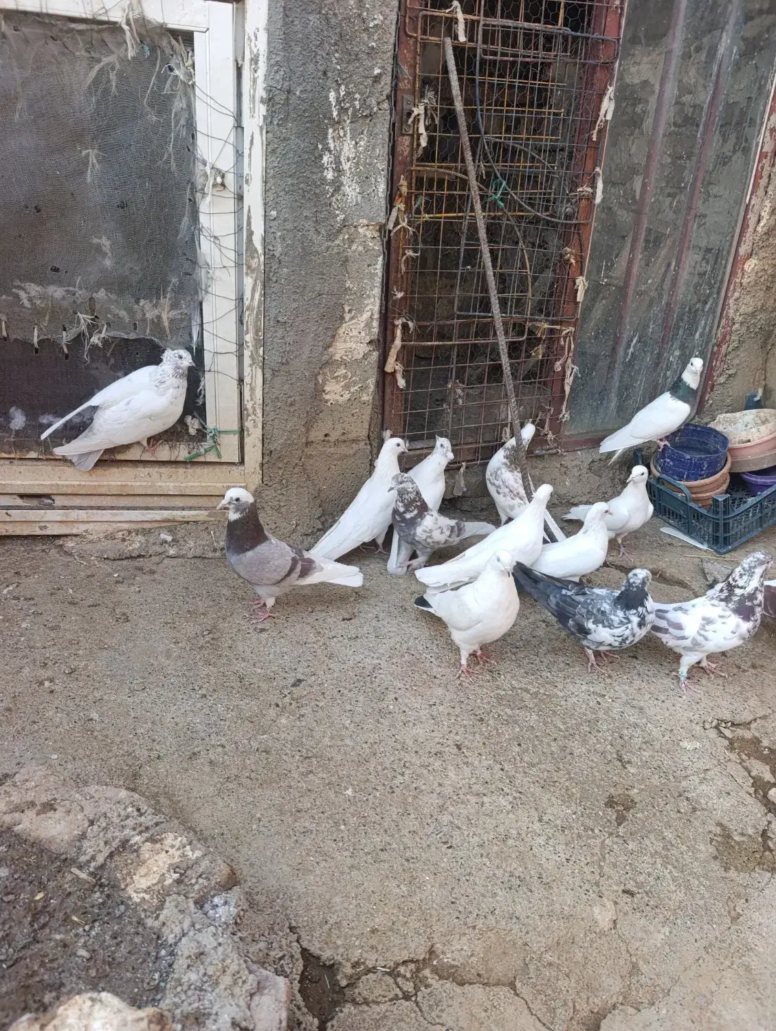 فروش سرجمم|پرنده|سردشت, |دیوار