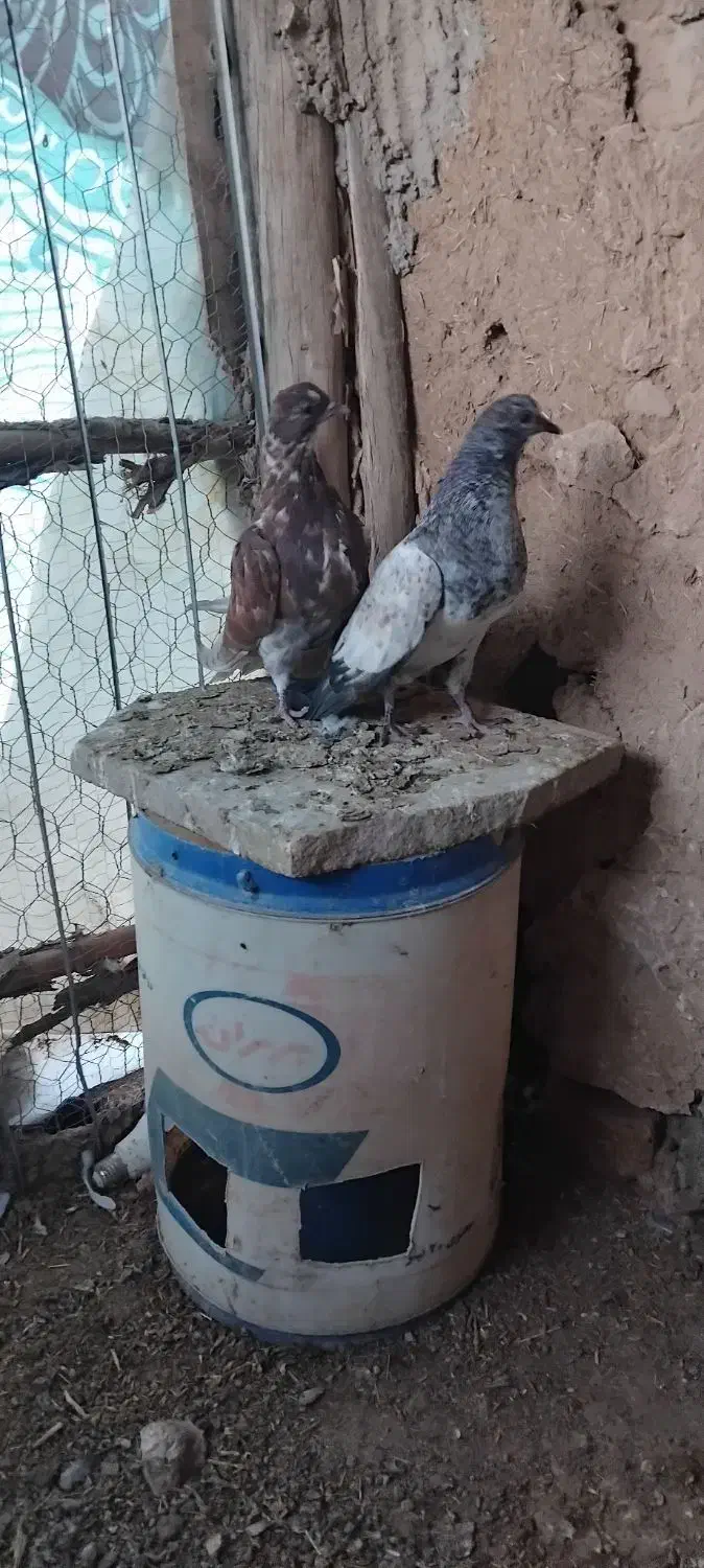 کفتر|پرنده|سلطانیه, |دیوار