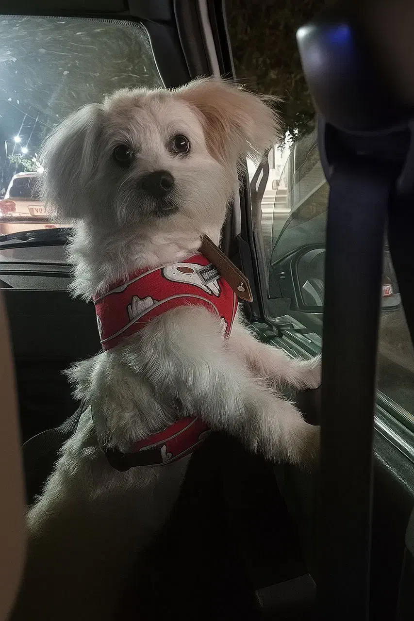 فروش سگ شیتزو ماده|سگ|اردکان, |دیوار