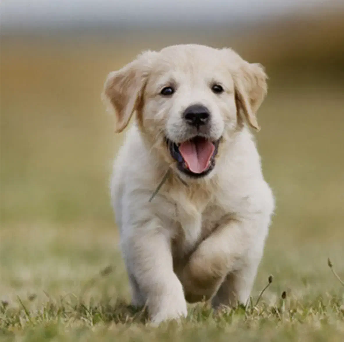 سگ گمشده|حیوانات|گلپایگان, |دیوار