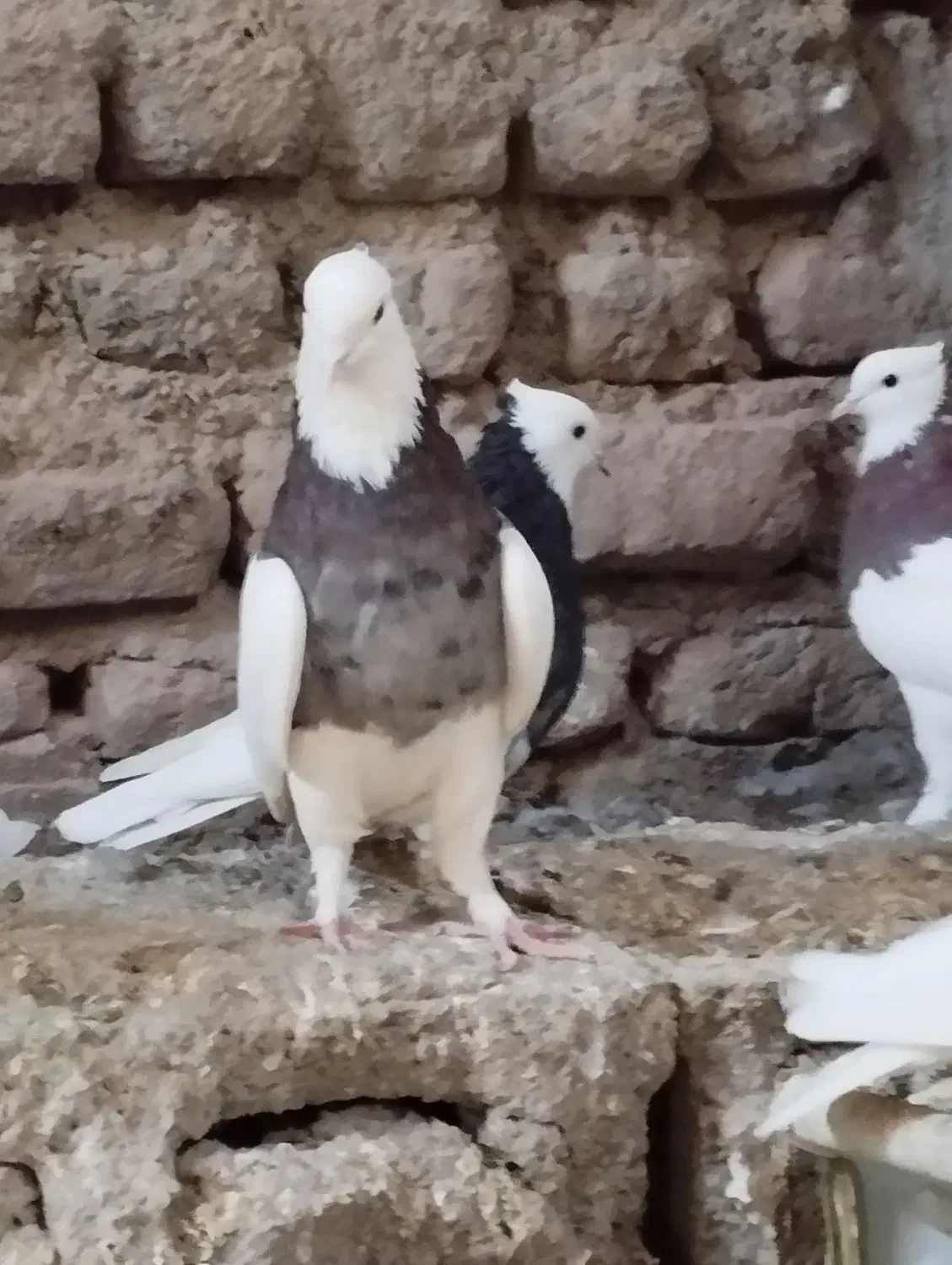 تعدادی کفتر فروشی|پرنده|بم, |دیوار