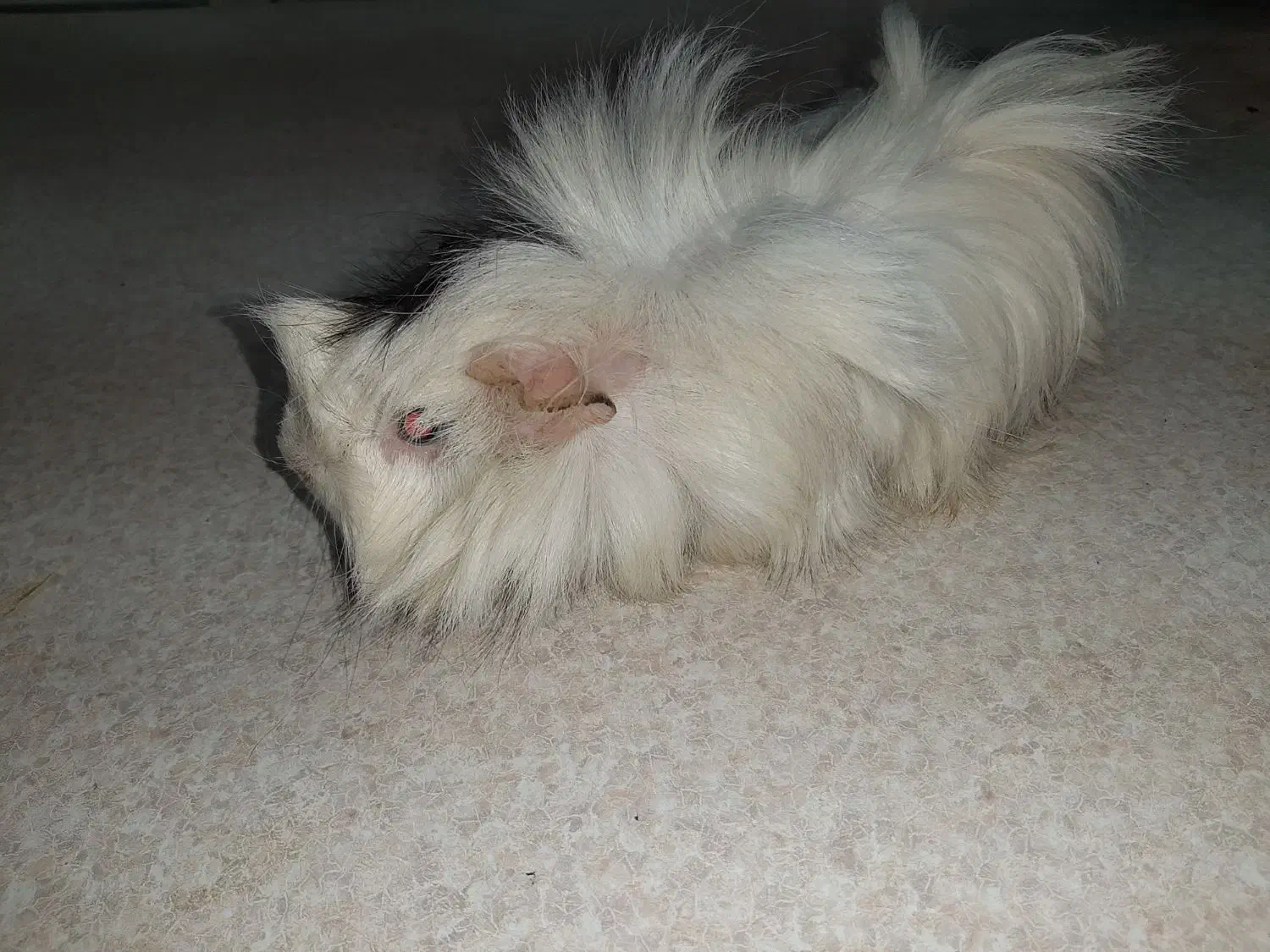 خوکچه هندی|موش و خرگوش|تهران, جیحون|دیوار