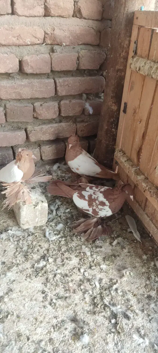 کفتر ساری کوینح|پرنده|تبریز, |دیوار