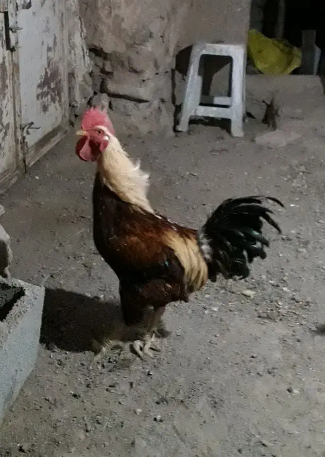 خروس محلی|حیوانات مزرعه|سنندج, |دیوار